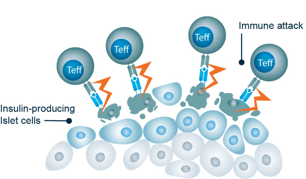 Insulin-producing Islet cells